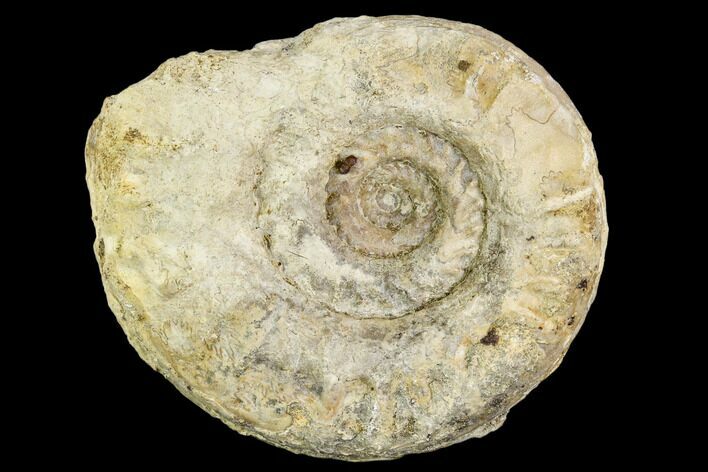 Fossil Ammonite (Hildoceras)- England #110813